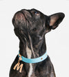 brklz Rose Gold Collar Blue